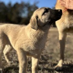 Anatolian Shepherd Dog and Havanese Puppies from Home with Havanese