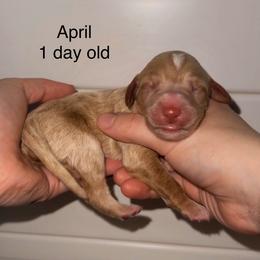 April - Apricot female Goldendoodle puppy in Suring, Wisconsin from Black Oak Doodles