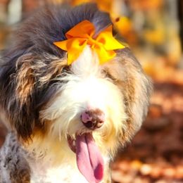 Bernedoodles, Cavapoos, Cockapoos, Goldendoodles, Havapoos, and Poodles from Farquharson's Poodles&Doodles