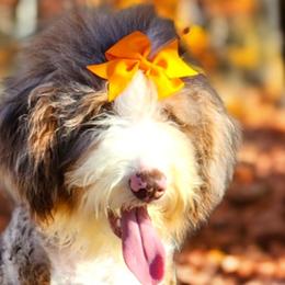 Bernedoodles, Cavapoos, Cockapoos, Goldendoodles, Havapoos, and Poodles from Farquharson's Poodles&Doodles