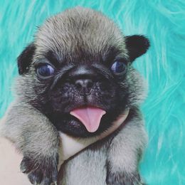 French Bulldog and Pug Puppies from Puddles Palace