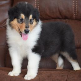 Tri-color Rough Male - Black white and tan male Collie puppy in Danville, Pennsylvania from Brookwood Collies, Smooth & Rough