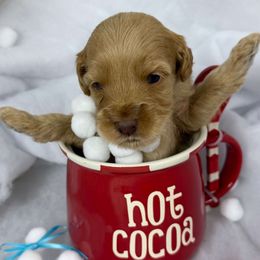 Boy 2 - Caramel male Australian Labradoodle puppy in Easley, South Carolina from Royal Diamond Labradoodles