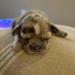 SCBoy 3 - Brindle male Shih Tzu puppy in Meridian, Oklahoma from Crazy Love Kennels