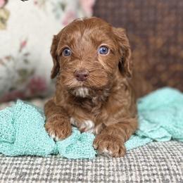 Slate - Red male Australian Labradoodle puppy in Decatur, Alabama from Southern Meadows Doodles