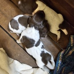 Boy 2 - German Shorthaired Pointer puppy in Henderson, Texas from C4 Gun Dogs