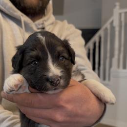 Chisum - Black tri-color male Australian Shepherd puppy in Plain City, Utah from Lost Creek Aussies