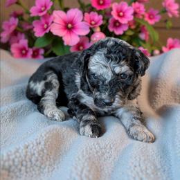 Mimosa - Blue merle female Aussiedoodle puppy in Sparta, Missouri from Sis' Doodles & Poodles