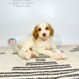 Lily - Parti female Goldendoodle puppy in Southwest Ranches, Florida from Dandy Doodle Ranch