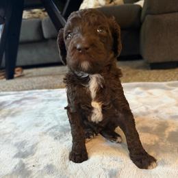 Peter - Brown male Poodle puppy in Piqua, Kansas from Legacy Farms Standard Poodles