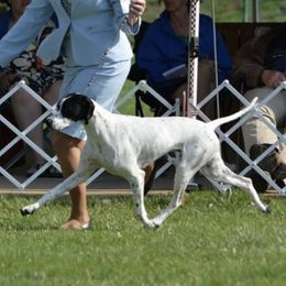 Chick - Pointer