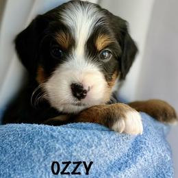 Ozzy - Tri-color male Bernedoodle puppy in Gilbert, Arizona from Safe Havynn Doodles