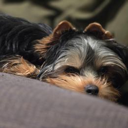 Oakley - Black and tan male Yorkshire Terrier puppy in Grand Terrace, California from CLC SOUTHERN YORKIES