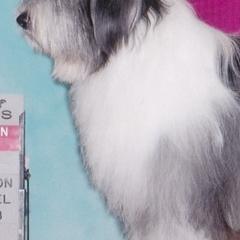 Parson Russell Terriers and Polish Lowland Sheepdogs from Stonebrook