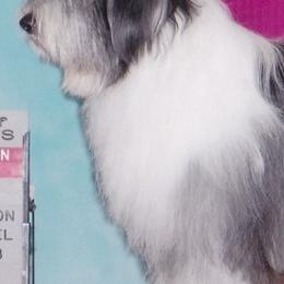 Parson Russell Terriers and Polish Lowland Sheepdogs from Stonebrook