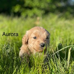 Goldendoodle Puppies from Doodle Paradise