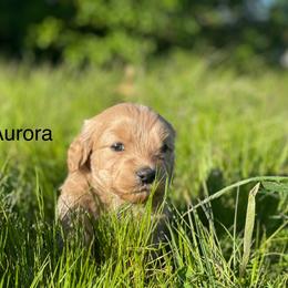 Goldendoodle Puppies from Doodle Paradise