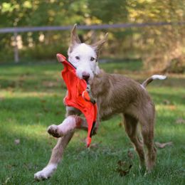 Ibizan Hounds from Altamira Wire Ibizan Hounds