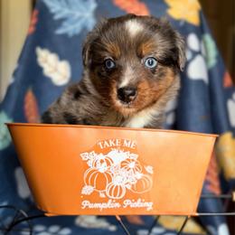 BoPeep - Blue merle female Miniature Australian Shepherd puppy in Buchanan, Georgia from Stanleyville Farm Mini Aussies