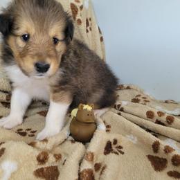 AJ - Sable male Collie puppy in Mattoon, Illinois from Gold Leaf Collies