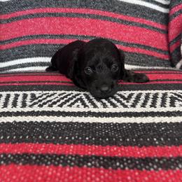 Miss Green Collar - Black female Dachshund puppy in Willow Springs, Missouri from Krazy Acre Farm