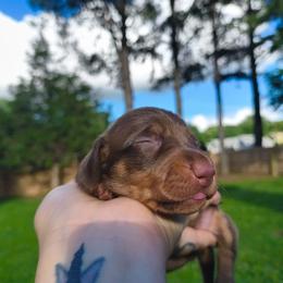 Kiara - Chocolate and tan female Dachshund puppy in Jackson, Tennessee from BlackPine Kennels