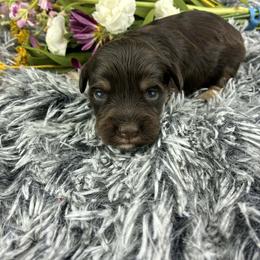 Violet - Liver female Miniature Schnauzer puppy in Sylvania, Georgia from Southern Sky Miniature Schnauzers