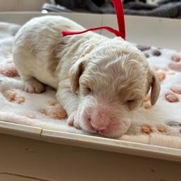 Grumpy - Brown and white male Cockapoo puppy in Adrian, Oregon from ApplebyFarm