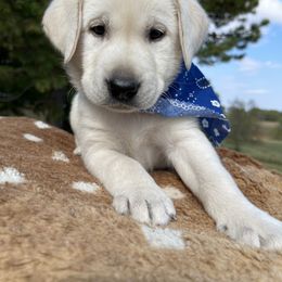 Prince - Labrador Retriever puppy in Harrison, Arkansas from Brandywine Labradors
