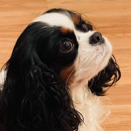 Mimi - Cavalier King Charles Spaniel