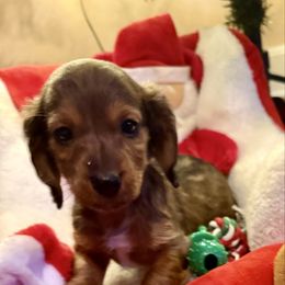 Boy 2 - Sable male Dachshund puppy in Sunman, Indiana from Whitney’s Weiners