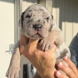 Victory - Merle female Great Dane puppy in Weatherford, Texas from Oak Bend Danes