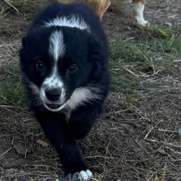 Scrappy - Black tri-color male Australian Shepherd puppy in Kimbolton, Ohio from Wagon Wheel Aussies