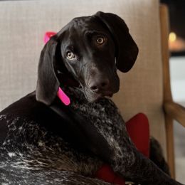 German Shorthaired Pointers from Valley Pointers
