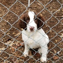 Lucca - White and liver English Springer Spaniel puppy in Elkmont, Alabama from Daisyland Springer Spaniels