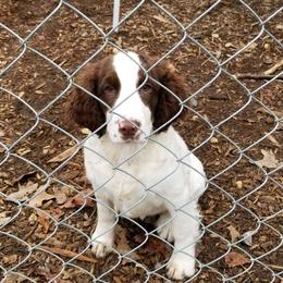 Lucca - White and liver English Springer Spaniel puppy in Elkmont, Alabama from Daisyland Springer Spaniels