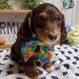 Daim - Chocolate and tan female Dachshund puppy in Fayetteville, West Virginia from Loop Creek Dachshunds