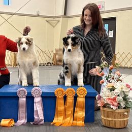 Australian Shepherd Puppies from Paramount Aussies