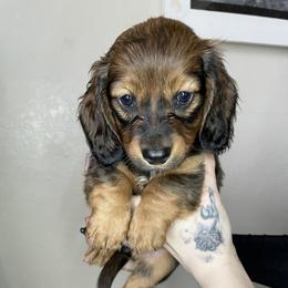 Dachshund Puppies from Monterey bay dachshund kennel