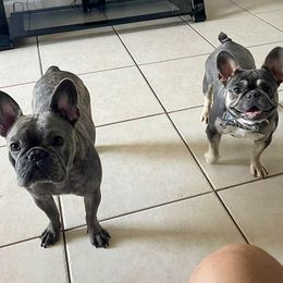 French Bulldogs from Ady's French Bulldogs