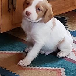 Brittany Puppies from Wind Mountain Kennels