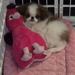 Japanese Chin Puppies from Carousel Chin