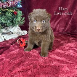 Ham - Liver male German Shepherd puppy in New Cambria, Missouri from Des Hausraben Shepherds