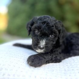 Oreo - green collar - Black and white male Bernedoodle puppy in Highland, Utah from Angel Pups Deluxe