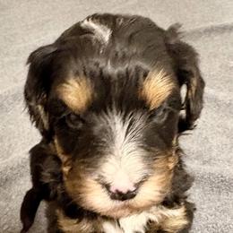 White collar girl - Tri-color female Bernedoodle puppy in Lake, Michigan from 3 King Doodles & Poodles