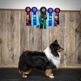 Shetland Sheepdogs from MiAmor Shetland Sheepdogs