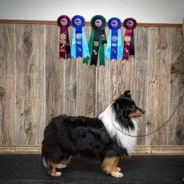 Shetland Sheepdogs from MiAmor Shetland Sheepdogs