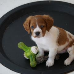 French Brittany Puppies from L'Etoile du Nord Kennels