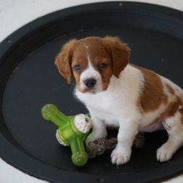 French Brittany Puppies from L'Etoile du Nord Kennels