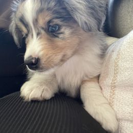 Miniature Australian Shepherd and Toy Australian Shepherd Puppies from Northern Roots Aussies